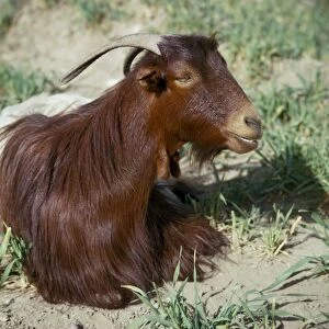 Goat, Iran