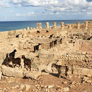 Goats going into the bath house ruins, Apollonia, Libya, North Africa, Africa