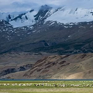 Goats in the remote Himalayan region of Ladakh near Tso Moriri, Ladakh, India, Asia