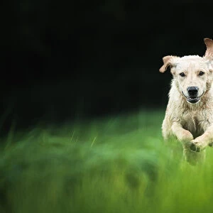 Golden Labrador running through a field, United Kingdom, Europe