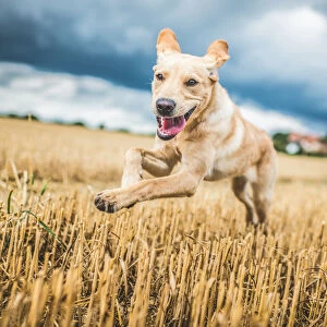 Golden Labrador running through a field of wheat, United Kingdom, Europe