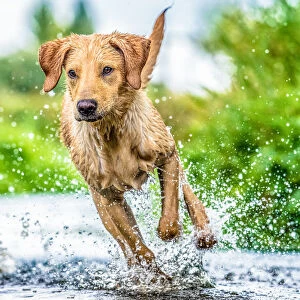 Golden Labrador running through a shallow river, United Kingdom, Europe