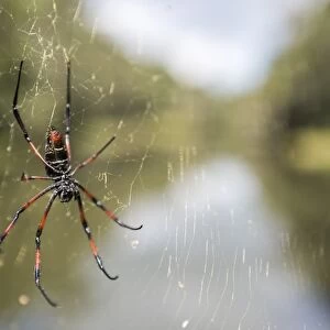 Golden silk orb weaver spider (Nephila) on its web, Perinet Reserve, Andasibe-Mantadia