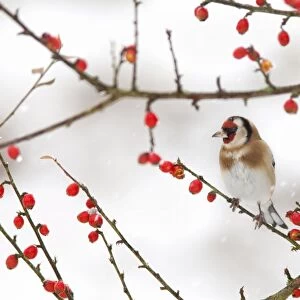 Goldfinch (Carduelis carduelis) in winter, Northumberland, England, United Kingdom