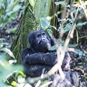 Gorilla, Rushegura Group, (Gorilla gorilla beringei), Bwindi Impenetrable Forest National Park