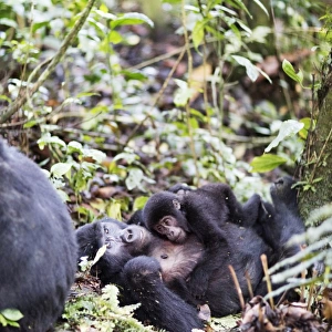 Gorillas, Rushegura Group, baby gorilla (Gorilla gorilla beringei), Bwindi Impenetrable