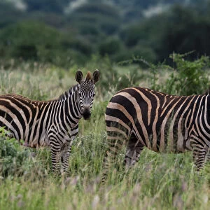 Grants zebra (Equus quagga boehmi), Tsavo, Kenya, East Africa, Africa