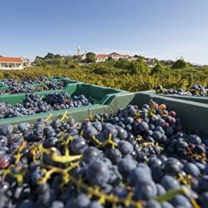 Grape crop harvest and vineyard, Lumbarda, Korcula, Dubrovnik-Neretva County, Dalmatia