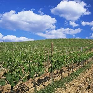 Grape vines on hillside beneath blue sky with white clouds