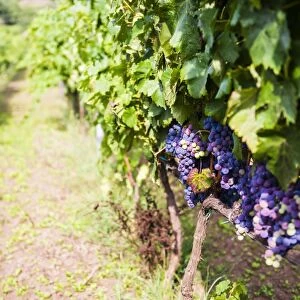 Grapes growing at a vineyard on Mount Etna, UNESCO World Heritage Site, Sicily, Italy, Europe