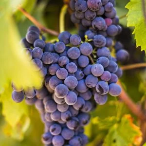 Grapes ripening in the sun at a vineyard in the Alto Douro region, Portugal, Europe
