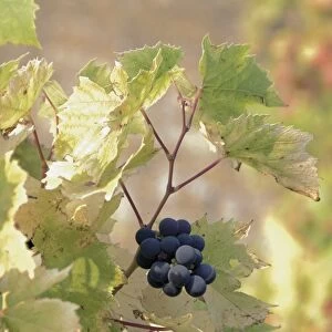 Grapes on vine, Stanway village, The Cotswolds, Gloucestershire, England
