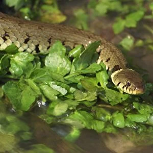 Grass snake in stream, Warwickshire, England, United Kingdom, Europe