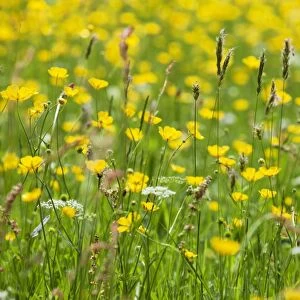 Grasses and flowers in a buttercup meadow at Muker, Swaledale, Yorkshire Dales, Yorkshire, England, United Kingdom, Europe