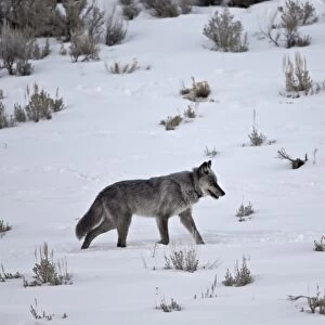Gray wolf (Canis lupus) 755M of the Lamar Canyon Pack running through the snow in the winter, Yellowstone National Park, Wyoming, United States of America, North America