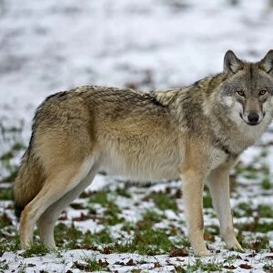 Gray wolf (grey wolf)