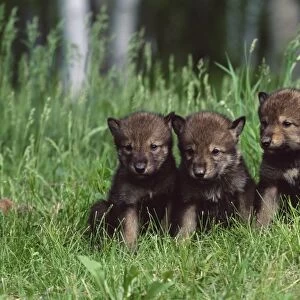 Gray wolf pups (Canis lupus)
