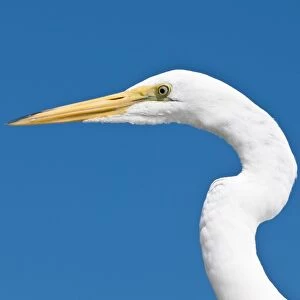 Great egret (Ardea alba), Everglades, Florida, United States of America, North America