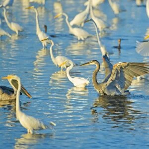 Great egrets (Casmerodius albus) and great blue heron (Ardea herodias) looking for fish in pond