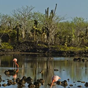 Greater flamingo (Phoenicopterus ruber), Cerro Dragon, Santa Cruz Island, Galapagos Islands, UNESCO World Heritage Site, Ecuador, South America
