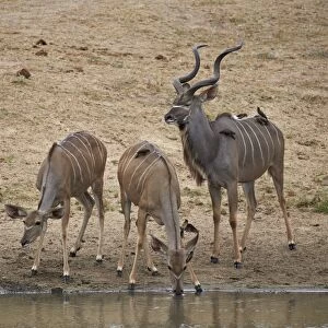 Greater kKudu (Tragelaphus strepsiceros) buck with two doe drinking, Kruger National Park