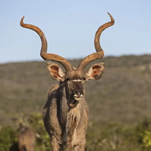 Greater kudu (Tragelaphus strepsiceros) among spring flowers, Addo Elephant national park