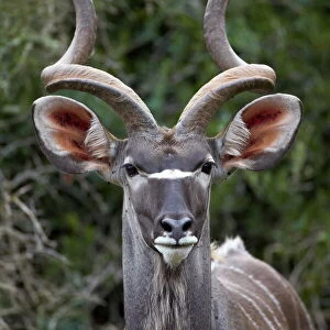 Greater kudu (Tragelaphus strepsiceros) buck, Addo Elephant National Park, South Africa, Africa