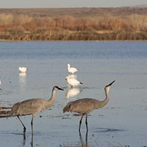 Greater sandhill cranes (Grus canadensis tabida) in foreground, and lesser snow geese (Chen caerulescens caerulescens) in background, Bosque del Apache National Wildlife Refuge, New Mexico, United States of America, North America
