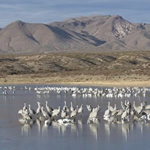 Greater sandhill cranes (Grus canadensis tabida) gray in color, and lesser snow geese (Chen caerulescens caerulescens) white in color, Bosque del Apache National Wildlife Refuge, New Mexico, United States of America, North America
