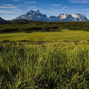 Green grass, Torres del Paine National Park, Patagonia, Chile, South America