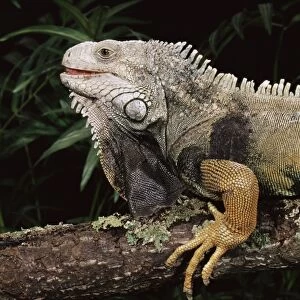 Green iguana (Iguana iguana) in captivity