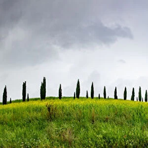Green landscape with cypress trees and rolling hills, Tuscany, Italy, Europe