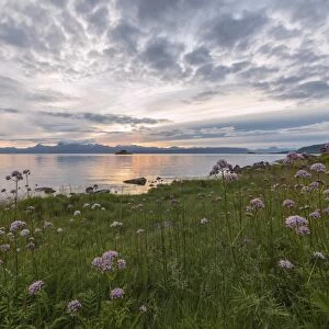 Green meadows and flowers frame the sea under the pink clouds of the midnight sun