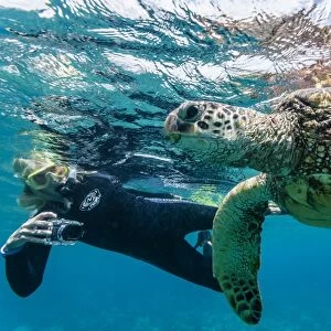 Green sea turtle (Chelonia mydas) underwater with snorkeler, Maui, Hawaii, United States of America, Pacific