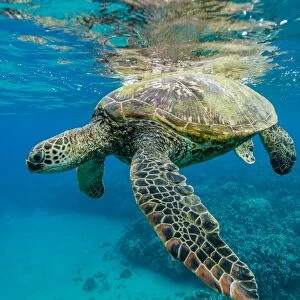 Green sea turtle (Chelonia mydas) underwater, Maui, Hawaii, United States of America, Pacific