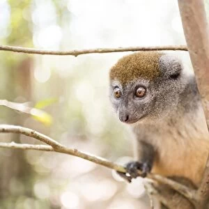 Grey bamboo lemur (Hapalemur), Lemur Island, Andasibe, Eastern Madagascar, Africa