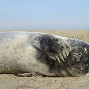 Grey seal pup (Halichoerus grypus) chewing a flipper while lying on a sandy beach