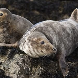 Grey seals (Halichoerus grypus), Farne Islands, Seahouses, Northumberland
