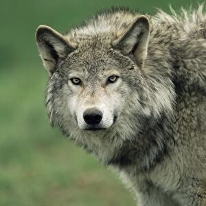 Grey wolf, Canis lupus, in captivity, United Kingdom, Europe