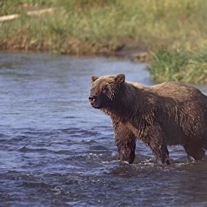 Grizzly bear, Katmai, Alaska, United States of America, North America