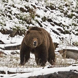Grizzly bear (Ursus arctos horribilis) in the snow in the spring, Yellowstone National Park, Wyoming, United States of America, North America