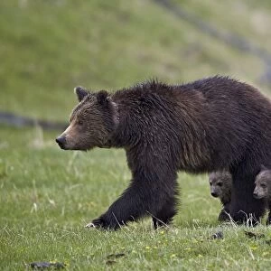 Grizzly bear (Ursus arctos horribilis) sow and three cubs of the year, Yellowstone National Park