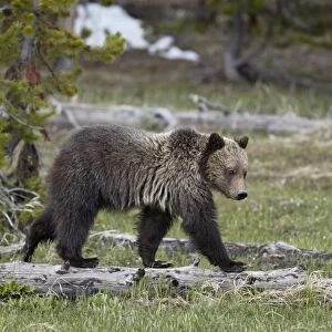 Grizzly Bear (Ursus arctos horribilis), yearling cub, Yellowstone National Park, Wyoming