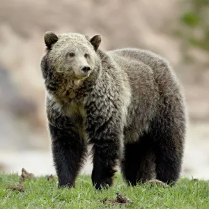 Grizzly bear (Ursus arctos horribilis), Yellowstone National Park, Wyoming, United States of America, North America