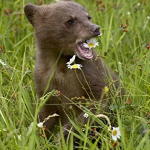 Grizzly bear (Ursus horribilis) cub in captivity
