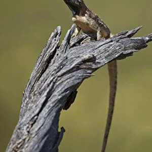 Ground agama (Agama aculeata aculeata), male, Kgalagadi Transfrontier Park, South Africa