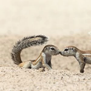 Ground squirrels (Xerus inauris) greeting, Kgalagadi Transfrontier Park, Northern Cape, South Africa, Africa