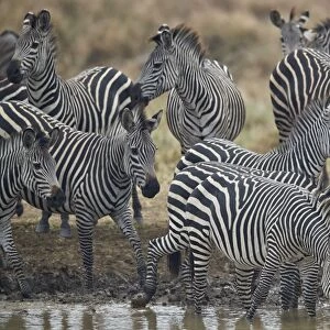 Group of common zebra (plains zebra) (Burchells zebra) (Equus burchelli) drinking