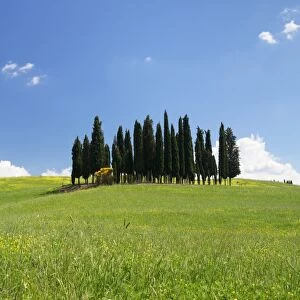 Group of cypress trees, near San Quirico, Val d Orcia (Orcia Valley), UNESCO World Heritage Site