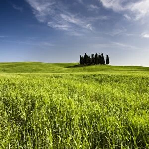 Group of cypress trees on ridge above field of cereal crops, near San Quirico d Orcia
